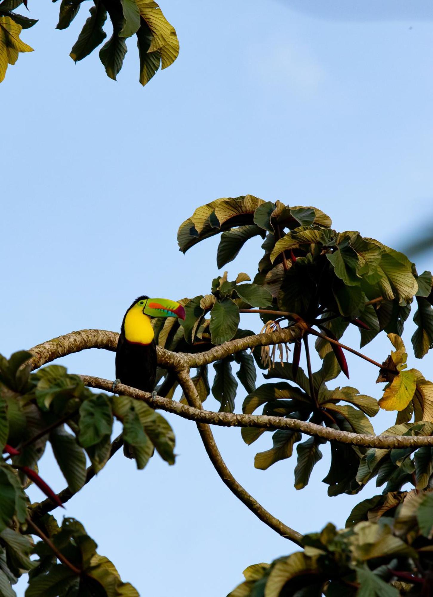 Heliconias Rainforest Lodge Bijagua Bagian luar foto