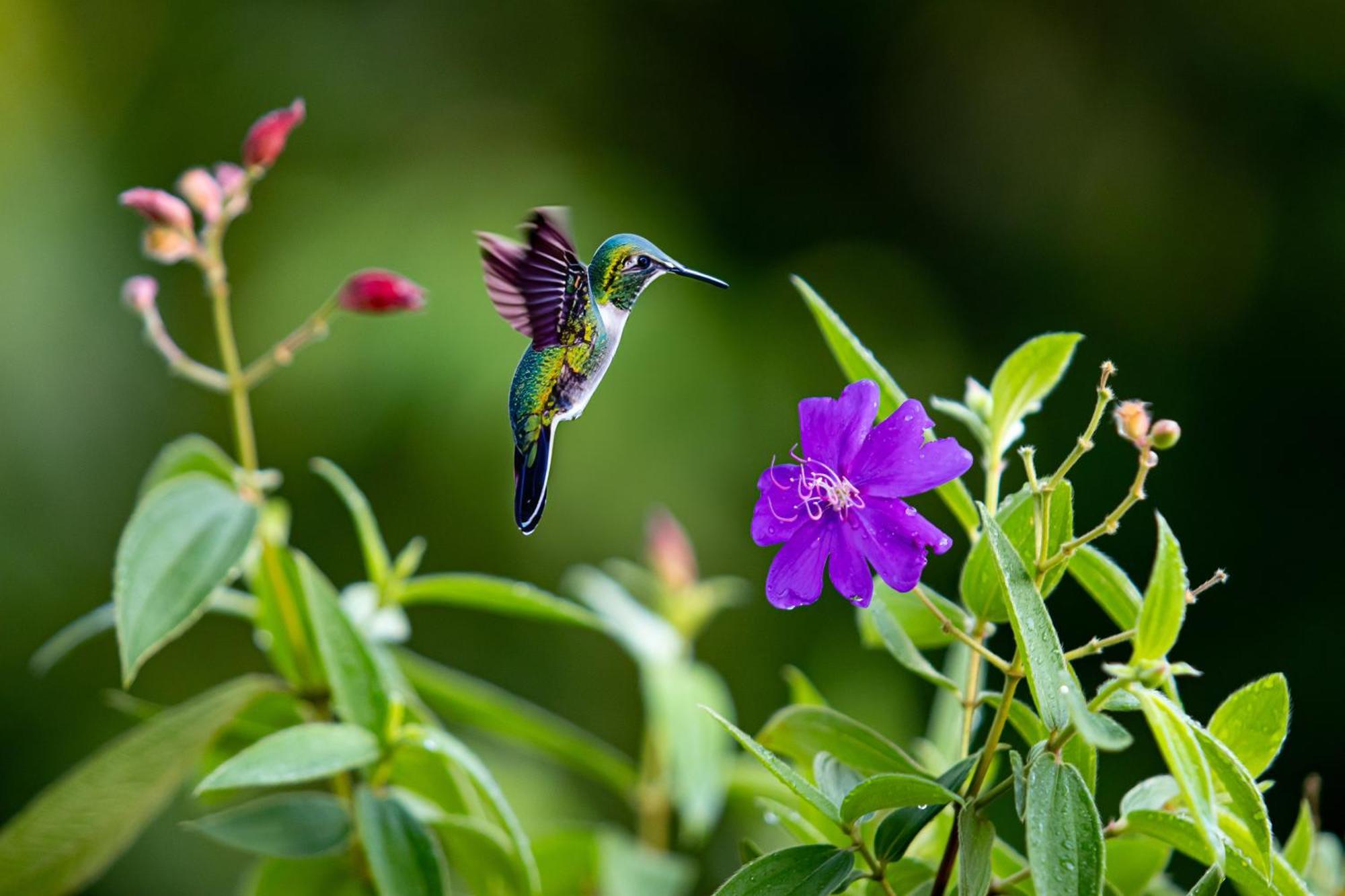 Heliconias Rainforest Lodge Bijagua Bagian luar foto