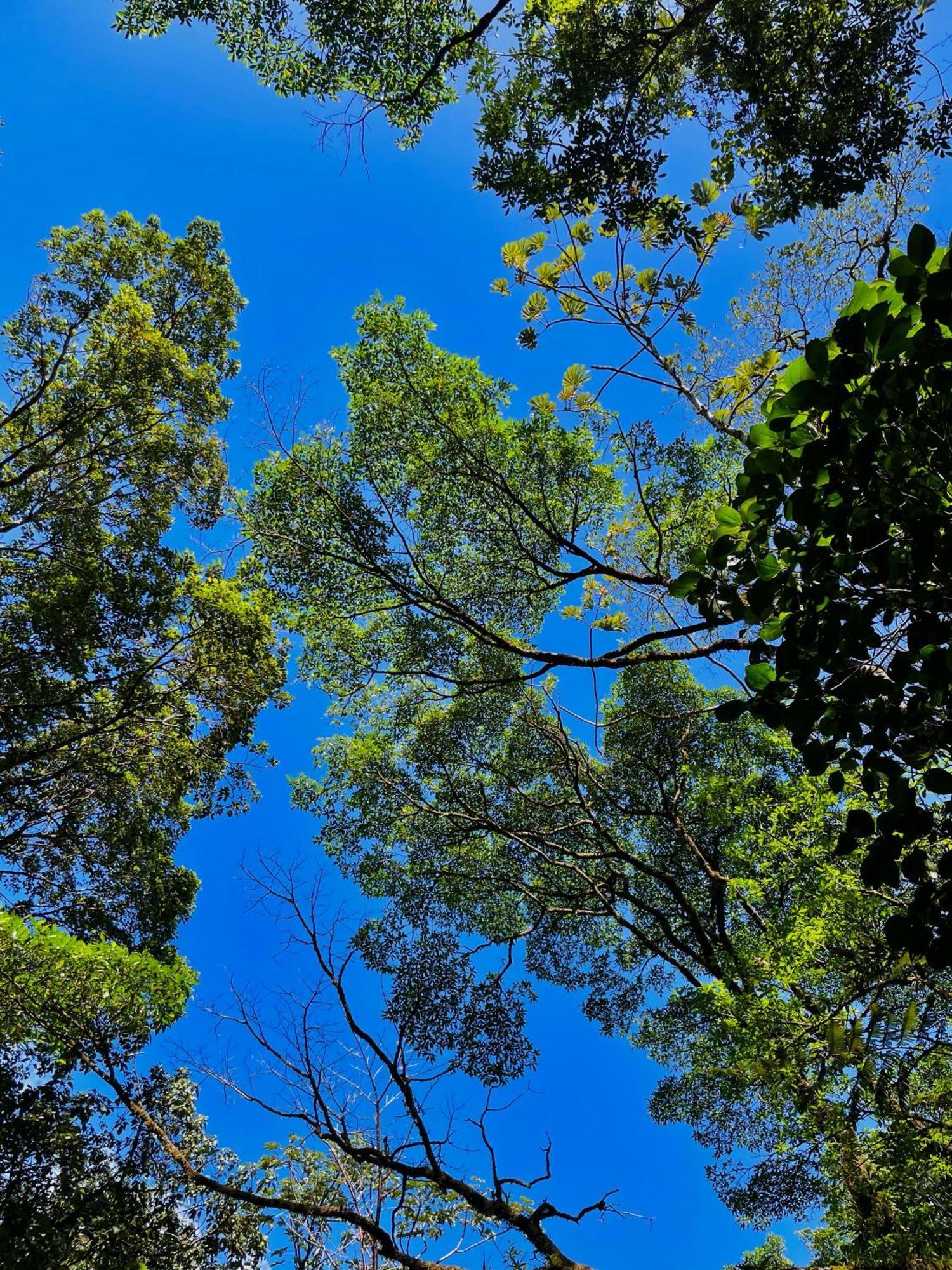 Heliconias Rainforest Lodge Bijagua Bagian luar foto